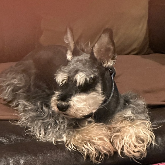 My7schnauzers and Aunt Becky is Live Tuesday Nov 11th at 1:00pm - Picture 6 of 16